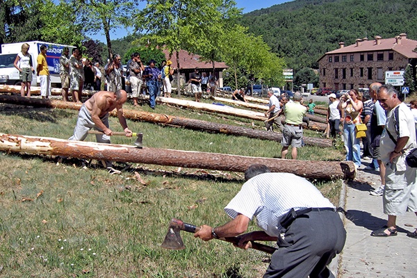 Concurso de pela y corte de pinos