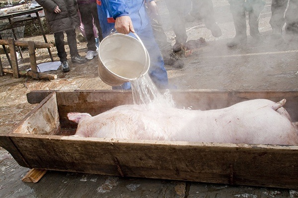 Proceso de limpieza del cerdo