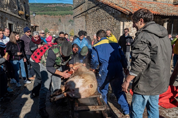 Matanza tradicional del cerdo 2019 - 3