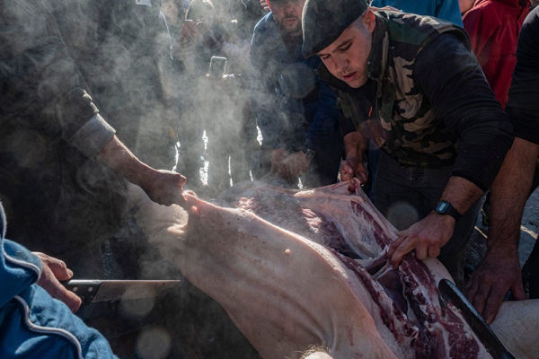Matanza tradicional del cerdo 2019 - 1